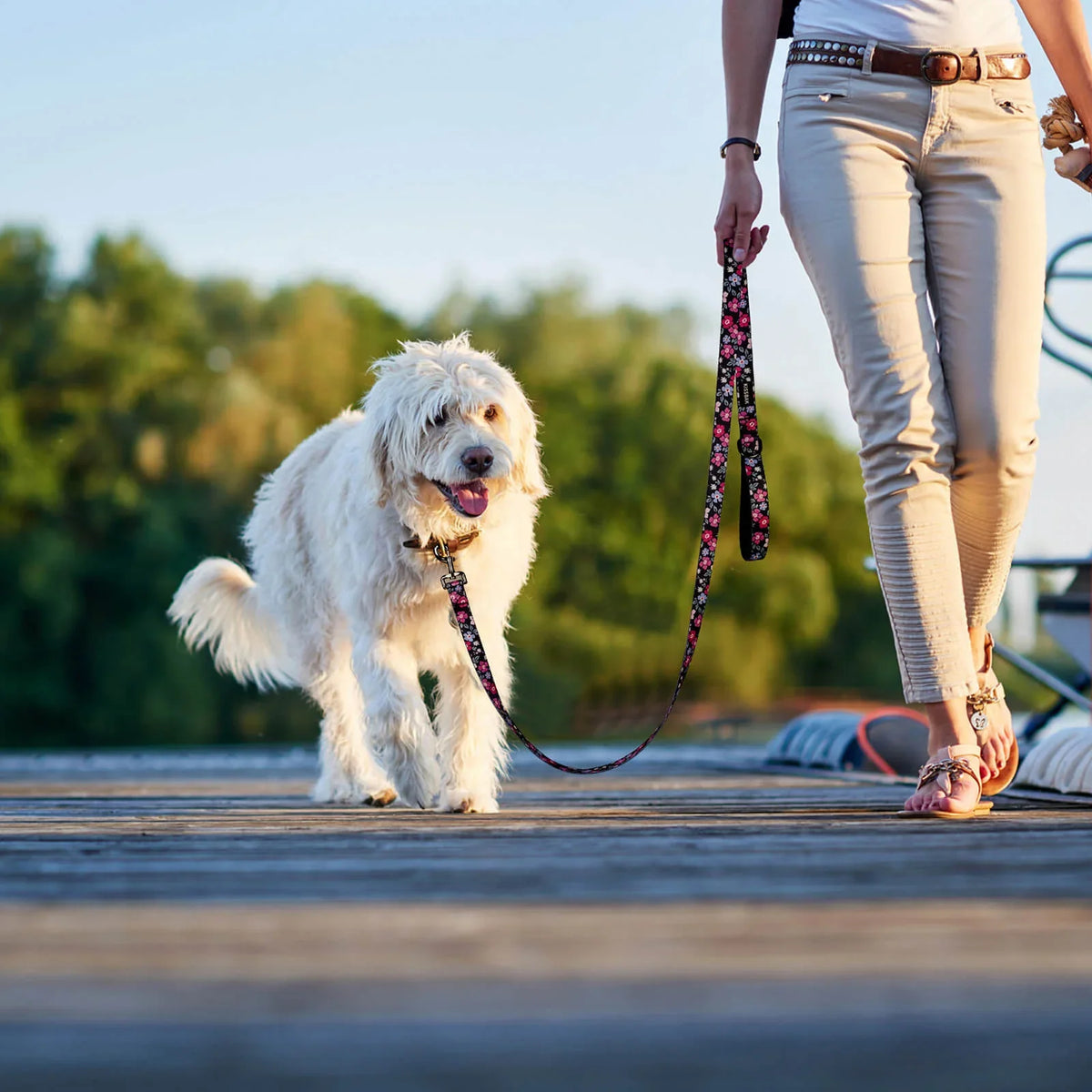 Collars, Leashes And Harnesses